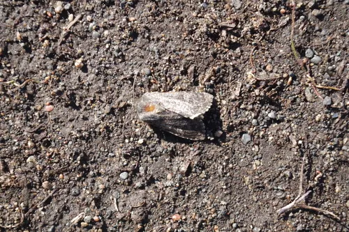 Dark Brocade