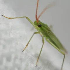 Rice Leaf Bug thumbnail 2