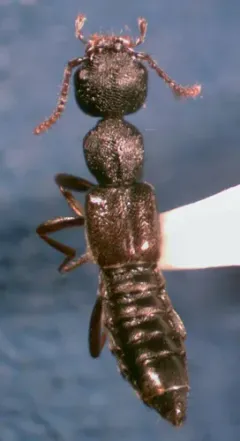 Rugilus rufipes thumbnail 2