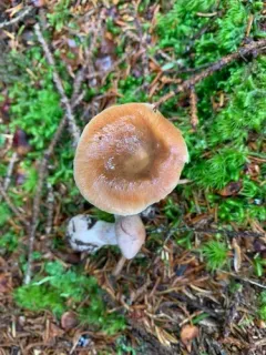 Cortinarius stillatitius thumbnail 2