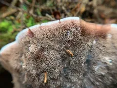 Hydnellum diabolus thumbnail 2