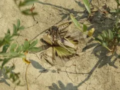 Scleropogon picticornis thumbnail 3