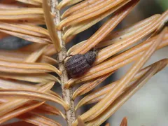 Otiorhynchus porcatus thumbnail 3