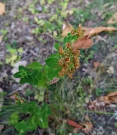 Imperforate St John's-wort thumbnail 3