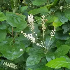 Sweet Pepperbush thumbnail 3