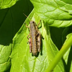Chilcotin Grasshopper thumbnail 3