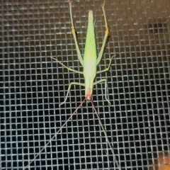 Broad-winged tree cricket thumbnail 2