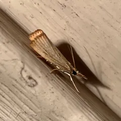 Lesser Vagabond Sod Webworm Moth thumbnail 3