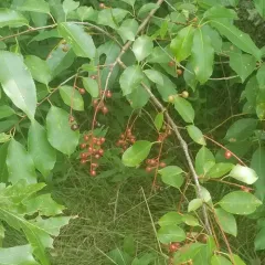 black cherry thumbnail 3