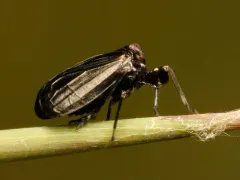 Black Leaf-leg thumbnail 2