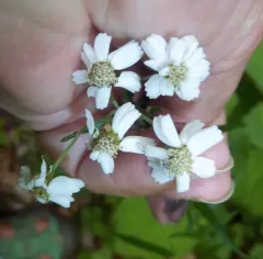 Sneezewort thumbnail 3