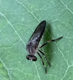 Heteropogon macerinus thumbnail 4
