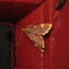 Clover Hayworm Moth thumbnail 4