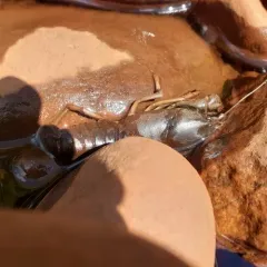 Eastern Crayfish thumbnail 4