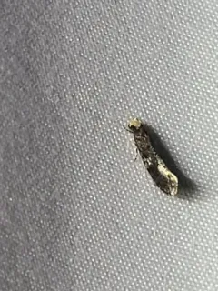 Carrion Moth thumbnail 3