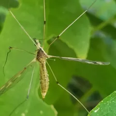 Tipula borealis thumbnail 3