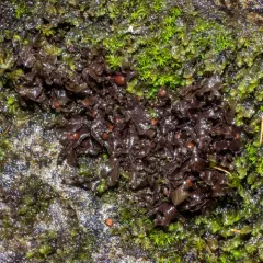western waterfan lichen thumbnail 3
