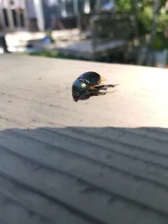 Eger's Earth-boring Beetle thumbnail 2