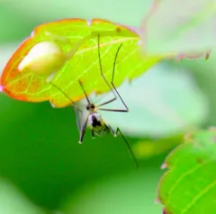 Aedes hendersoni thumbnail 1