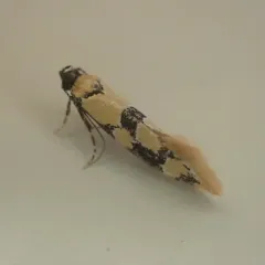 Decantha stonda thumbnail 2