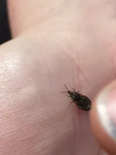 Aradus proboscideus thumbnail 4