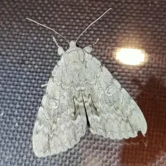 Habilis Underwing thumbnail 4