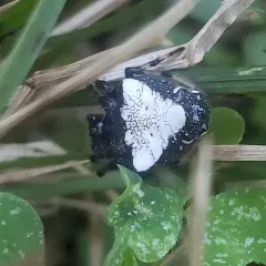 Arrowhead Orbweaver thumbnail 2