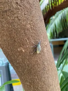 Diaprepes Root Weevil thumbnail 2