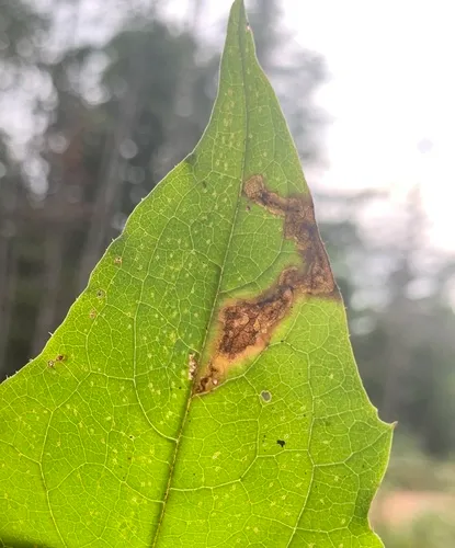 Liriomyza orilliensis