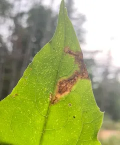 Liriomyza orilliensis thumbnail 1