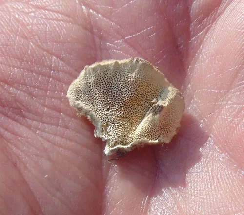 Coriolopsis trogii