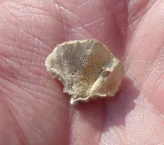 Coriolopsis trogii thumbnail 1