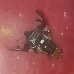 Apple Maggot thumbnail 3