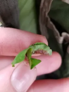 clover leaf midge thumbnail 4