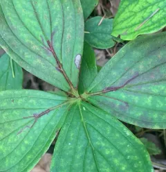 Antispila cornifoliella thumbnail 2