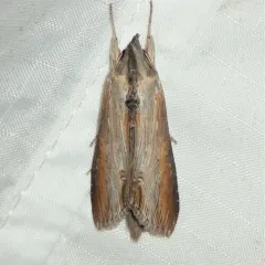 Asteroid Moth thumbnail 4