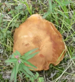 Ruby Porcini thumbnail 2