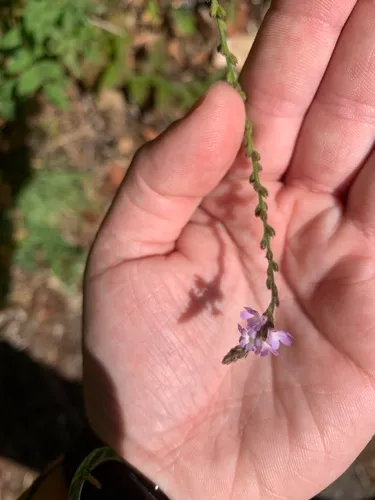 Common vervain