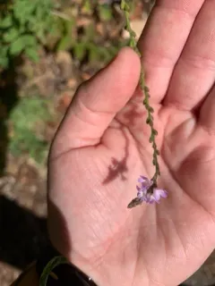 Common vervain thumbnail 1