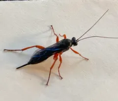 Pimpla sanguinipes thumbnail 1