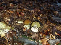 green webcap thumbnail 3