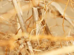 Loxocrambus awemensis thumbnail 1