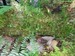 Hydropus rugosodiscus thumbnail 2