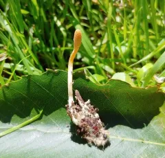 Scarlet Caterpillar Club thumbnail 4