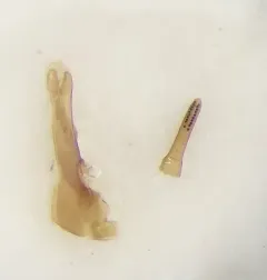 Philonthus sericinus thumbnail 3