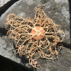 Common basket star thumbnail 4