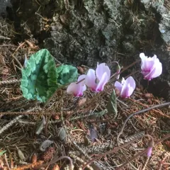 Ivy-leaved cyclamen thumbnail 4