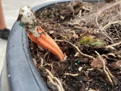 lantern stinkhorn thumbnail 4