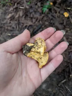 Chicago chanterelle thumbnail 4