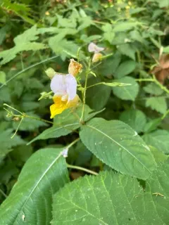 Impatiens bicolor thumbnail 1